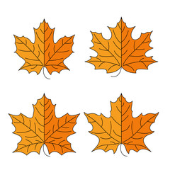 Autumn leaves of silver maple on white background.