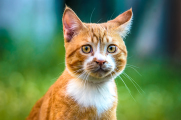 Portrait of a domestic ginger kitten on a green background