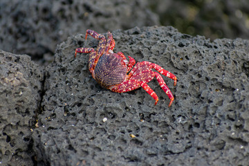 Galapagos Red Crabs
