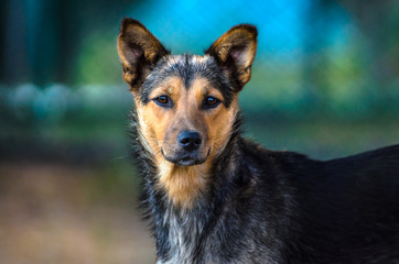 Portrait of a yard dog in cold colors