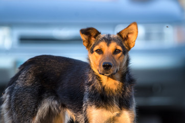 Portrait of a yard dog with a beautiful face