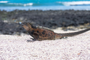 Galapagos Marine Iguanas