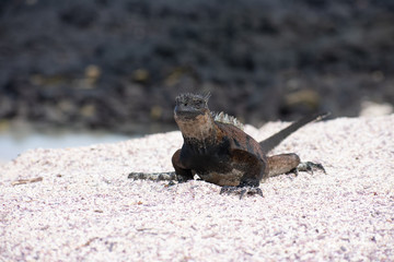 Galapagos Marine Iguanas