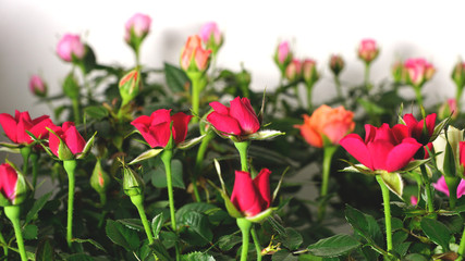 Frische Rosen aus dem Blumenladen im Dorf