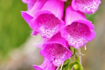 Foxglove Flowers (Digitalis purpurea). © paulst15