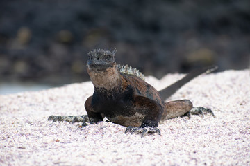 Galapagos Marine Iguanas