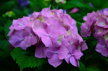 beautiful hydrangea flowers on a bush close up