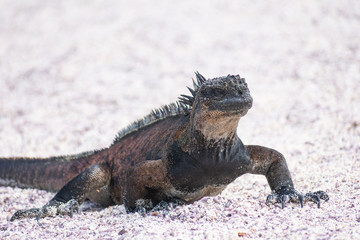 Galapagos Marine Iguanas