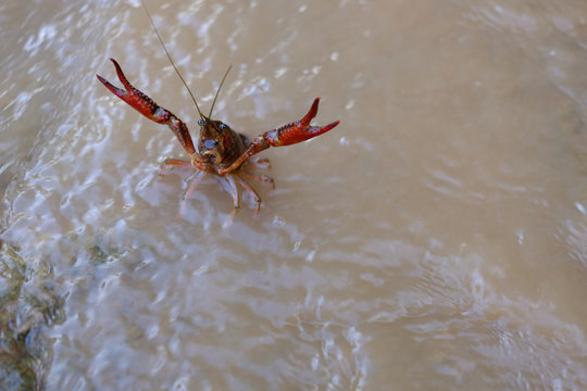 River crab in attack position, clash those two!