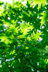 Fototapeta na wymiar Green leaves and sun in spring.Beauty natural backgrounds for your design.Defocused scene of fresh foliage and blue sky, ideal as a nature background with bright vibrant colors