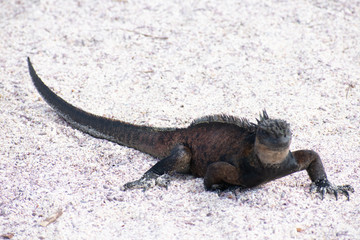 Galapagos Marine Iguanas