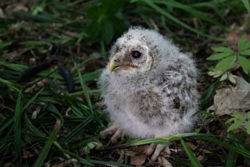 The small owlet of Ural owl on the ground 