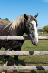 Fototapeta premium A purebred heavyweight stallion behind the wooden fence close up