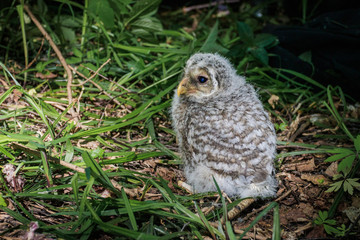 The small owlet of Ural owl on the ground 