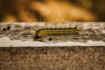 Yellow-green caterpillar with red spots and long hairs crawls on a wooden board. Pests insects close up macro summer natural background.