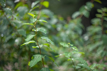 Fototapeta na wymiar Blurred background of green leaves with dew or rain drops.