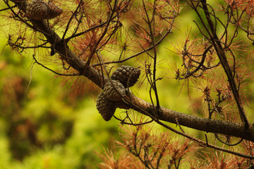 Brown larch cones closeup grow on a branch against the background of a summer forest. The plant responds to global climate change by dropping needles.