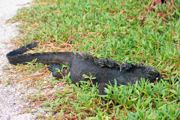 Galapagos Marine Iguanas