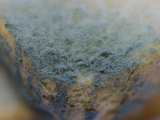 close up texture of growing bread mold (Rhizopus). - 287815166
