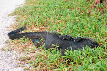 Galapagos Marine Iguanas