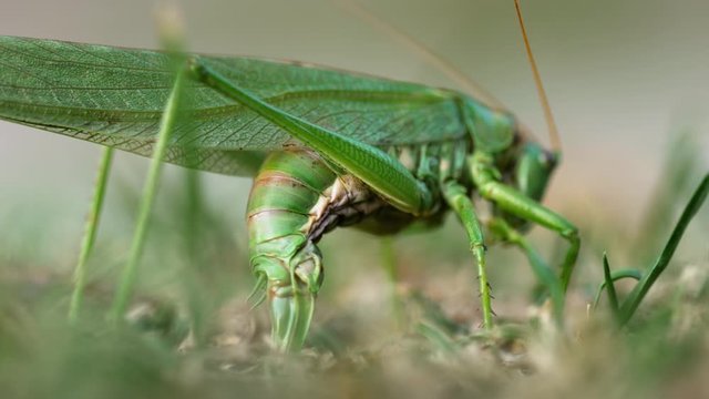Big green locust female lays eggs