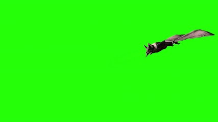 Vampire bat flying and attacking ion a green screen. Halloween concept.