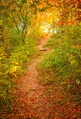 Pathway in the forest at autumn