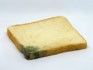 close up single growing bread mold (Rhizopus) on isolated white background. - 287815399