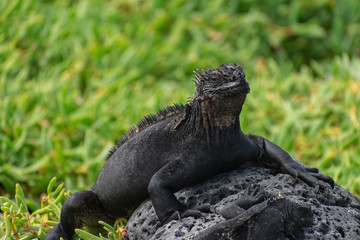 Galapagos Marine Iguanas