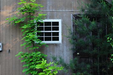 trees wall and a window 