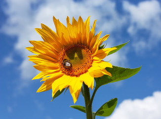 Yellow sunflower with bumblebee under sunlight