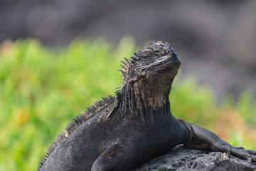 Galapagos Marine Iguanas