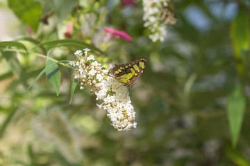 Neotropical brush-footed butterfly, yellow-green on the upperside and light brown and olive green on the underside. Latin name is siproeta stelenes (malachite). Central and northern South America. 
