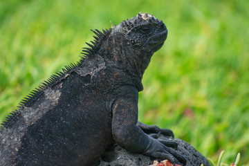 Galapagos Marine Iguanas