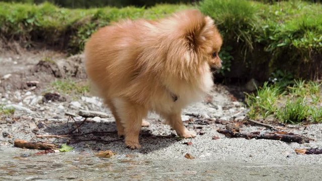 Small pomeranian dog is afraid to enter  water of anterselva lake in alto adige italy august 2019