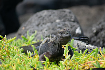 Galapagos Marine Iguanas