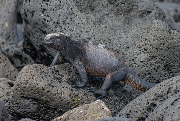 Galapagos Marine Iguanas