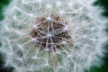 Macro photo of white dandelion