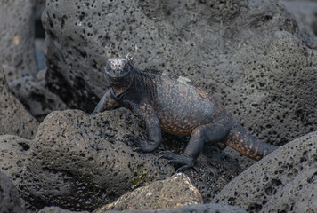 Galapagos Marine Iguanas