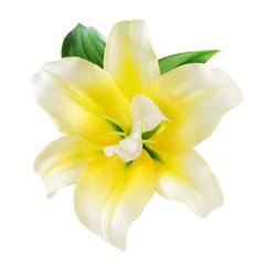 Fototapeta na wymiar Vanilla Flower. With clipping path
