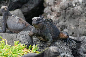 Galapagos Marine Iguanas