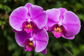 Obraz premium Purple orchid in front of a green hedge.