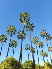 Obraz premium Very tall palm trees with a bright blue sky background