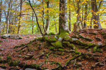 autumn in the forest, montseny, catalonia, spain
