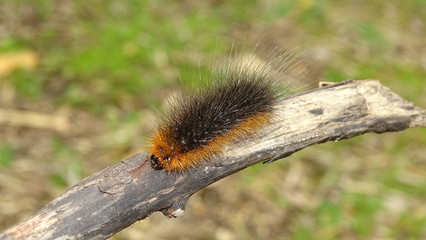 large shaggy caterpillar in black and yellow