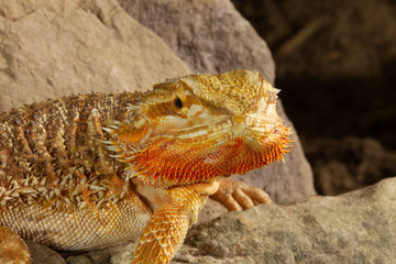 Adult Bearded Lizard on Rocks