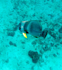 Fototapeta premium a big swimming fish