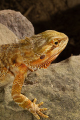 Adult Bearded Lizard on Rocks