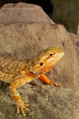 Adult Bearded Lizard on Rocks