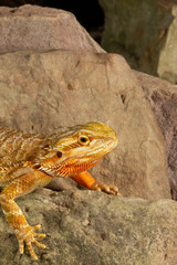 Adult Bearded Lizard on Rocks